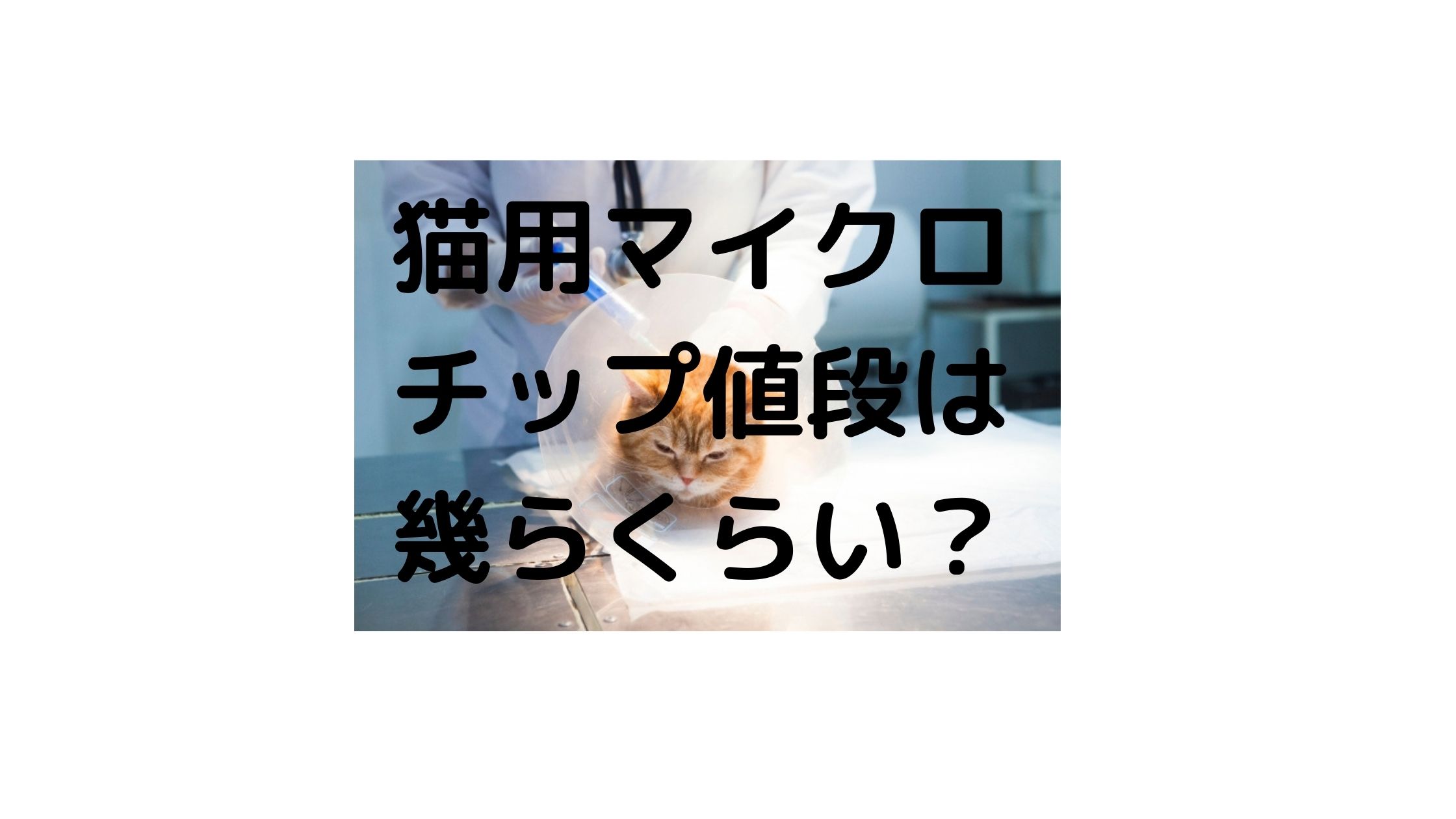 猫マイクロチップの値段はいくらくらい メリットやデメリットはあるの 気になるニュース色々