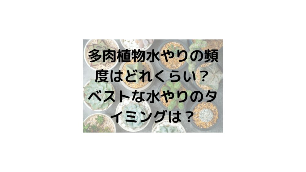 多肉植物の水やり頻度やタイミングはどのくらい 最適な時間帯はいつ 気になるニュース色々